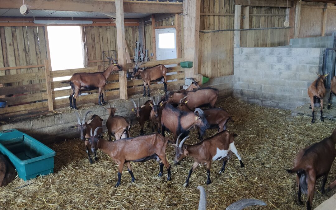 Visite à la ferme chèvre et choux 6D