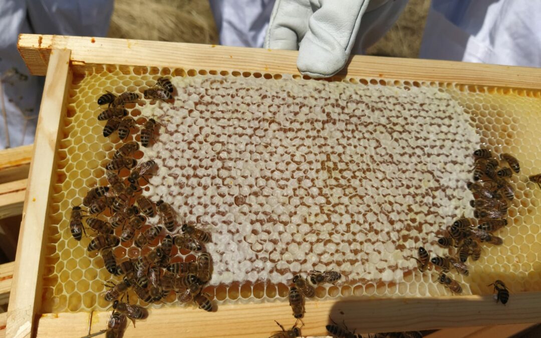 Des nouvelles des ruches avant les vacances