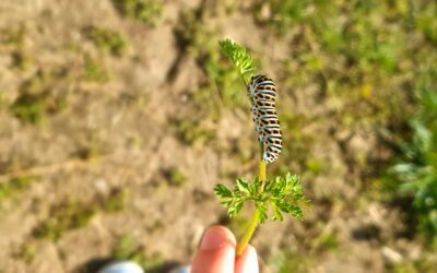 Les élèves de 6ème partent en exploration scientifique à la ferme et à la plage