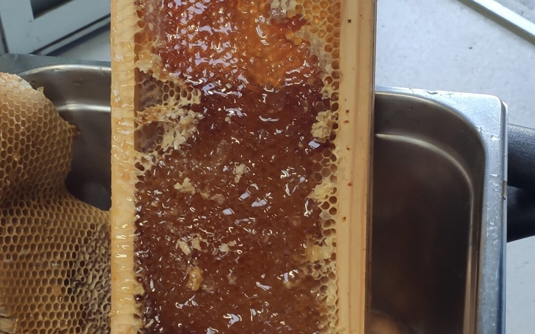Derniers « travaux » sur les ruches avant l’hivernage