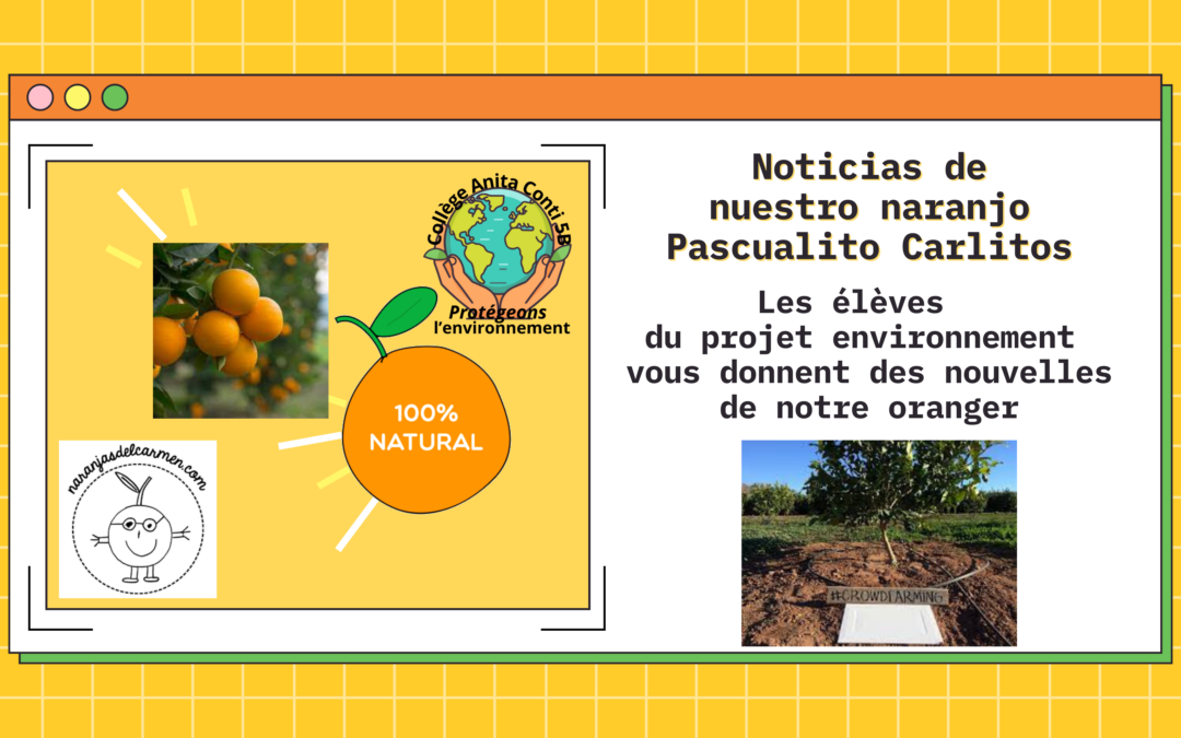 Noticias de nuestro naranjo Pascualitos Carlitos/ des nouvelles de notre oranger