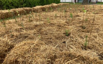 Une mini forêt dans la cour du lycée Aristide Briand